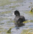 /album/my-local-birding-gallery/coot-2-jpg/